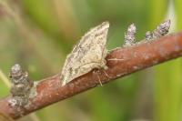 Pyrausta despicata