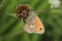 Coenonympha pamphilus