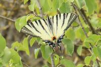 Iphiclides podalirius