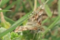 Carcharodus alceae alceae