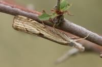 Agriphila geniculea