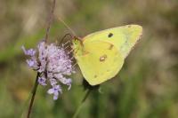 Colias crocea