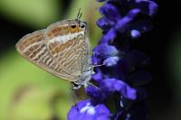 Lampides boeticus