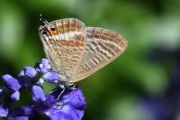 Lampides boeticus