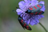 Zygaena filipendulae