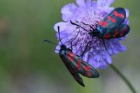 Zygaena filipendulae