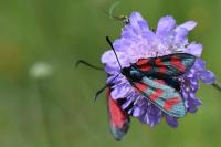 Zygaena filipendulae