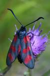 Zygaena filipendulae