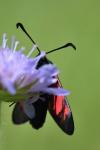 Zygaena filipendulae