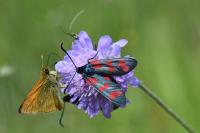 Zygaena filipendulae