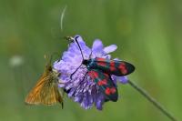 Zygaena filipendulae