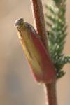Oncocera semirubella