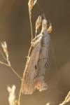 Agriphila geniculea