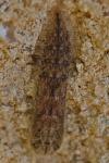 Emmelina monodactyla