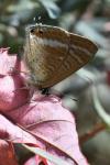 Lampides boeticus
