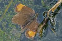Thecla betulae
