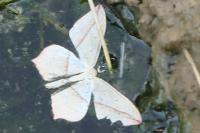 Timandra comae