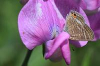 Lampides boeticus