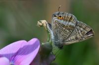Lampides boeticus