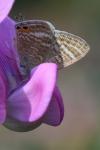 Lampides boeticus
