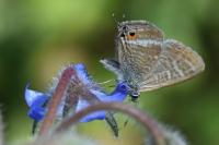 Lampides boeticus
