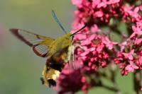 Hemaris fuciformis