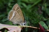 Lampides boeticus