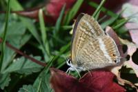 Lampides boeticus