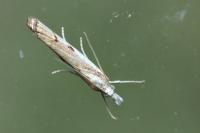 Agriphila geniculea