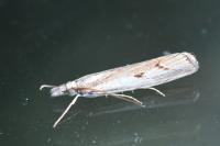 Agriphila geniculea