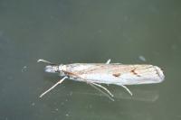 Agriphila geniculea