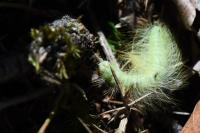 Acronicta leporina