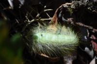 Acronicta leporina