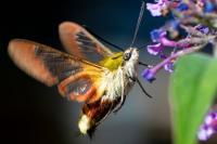 Hemaris fuciformis