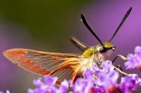 Hemaris fuciformis
