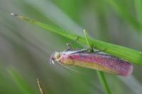 Oncocera semirubella