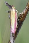 Oncocera semirubella