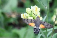 Macroglossum stellatarum