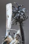 Agriphila geniculea