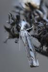 Agriphila geniculea