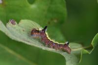 Acronicta psi