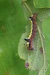 Acronicta psi