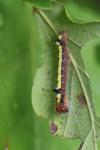 Acronicta psi