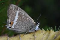 Lampides boeticus