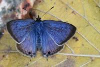 Lampides boeticus