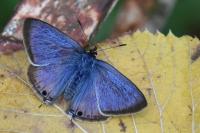 Lampides boeticus