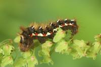 Acronicta rumicis