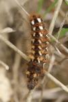 Acronicta rumicis