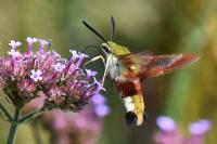 Hemaris fuciformis