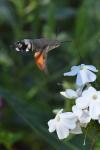Macroglossum stellatarum